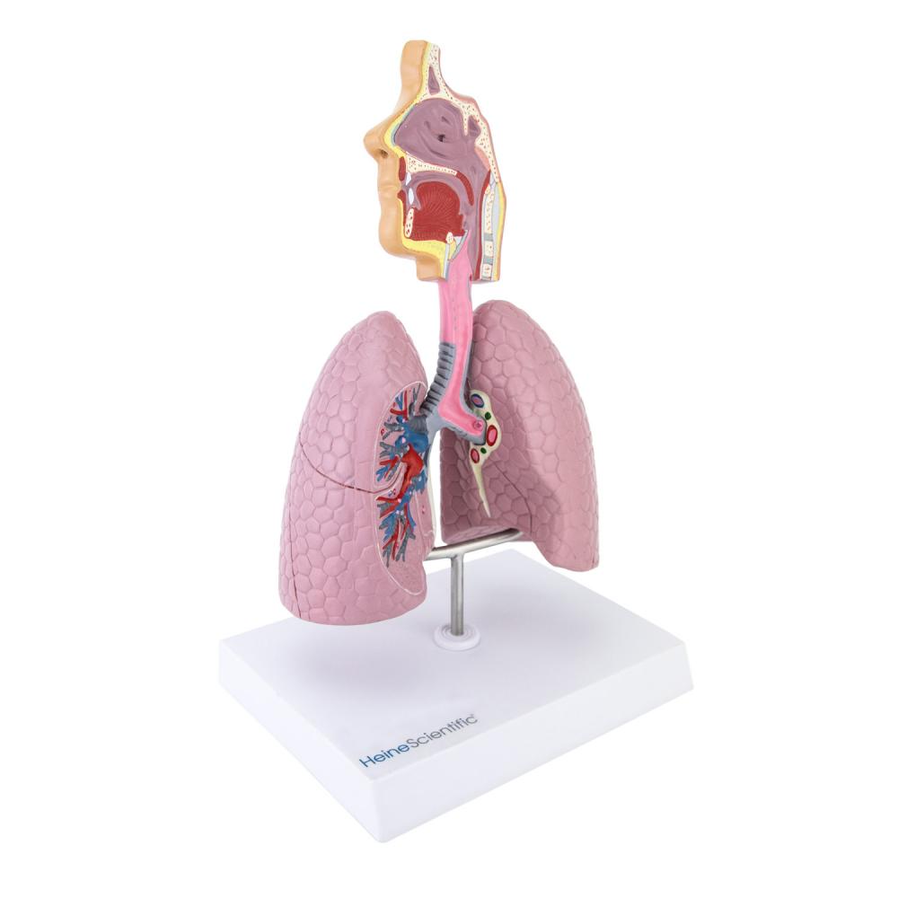 HeineScientific | Atemwege (H139064)